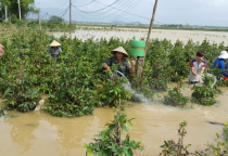 Hồi sinh hoa Tết sau bão lũ: Bí quyết cứu vườn kịp vụ