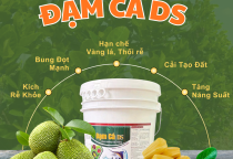 Kỹ thuật trồng và chăm sóc cây mít kết hợp sử dụng Đạm Cá DS giúp cây khỏe, trái đạt chuẩn