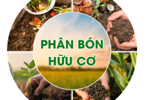 Phân Bón Hữu Cơ Là Gì? Vai Trò, Lợi Ích Và Cách Sử Dụng Hiệu Quả