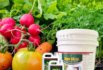 Bí Quyết Giúp Rau Xanh Tốt Cùng Đạm Cá DS