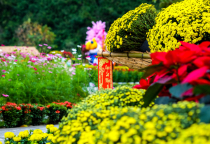 Bí quyết chăm hoa Tết giúp hoa nở đẹp, lâu tàn, hạn chế rụng lá