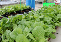 Vườn rau, ao cá trên sân thượng của chàng trai Sài Gòn Vườn rau, ao cá trên sân thượng của chàng trai Sài Gòn