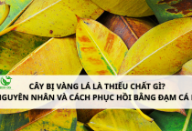 Cây bị vàng lá do đâu? Nguyên nhân và cách phục hồi bằng Đạm Cá DS