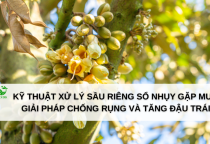 Kỹ thuật xử lý sầu riêng sổ nhụy gặp mưa: Giải pháp chống rụng và tăng đậu trái