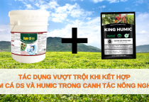 Tác dụng vượt trội khi kết hợp Đạm Cá DS cùng Humic trong canh tác nông nghiệp