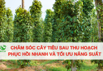Kỹ thuật chăm sóc cây tiêu sau thu hoạch giúp vườn phục hồi nhanh và tối ưu năng suất