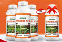 ORGANIC MADRID X70 – MUA 3 TẶNG 1, MUA 5 TẶNG 2 ORGANIC MADRID X70 – MUA 3 TẶNG 1, MUA 5 TẶNG 2