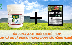 Tác dụng vượt trội khi kết hợp Đạm Cá DS cùng Humic trong canh tác nông nghiệp