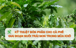 Kỹ thuật chăm sóc cây cà phê vào mùa khô ở Tây Nguyên