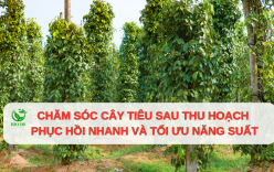 Kỹ thuật chăm sóc cây tiêu sau thu hoạch giúp vườn phục hồi nhanh và tối ưu năng suất
