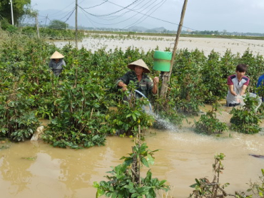 Hồi sinh hoa Tết sau bão lũ: Bí quyết cứu vườn kịp vụ