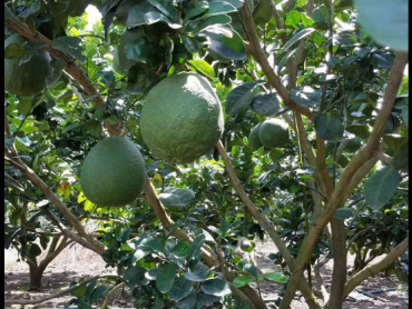 Kỹ thuật chăm sóc vườn bưởi sau thu hoạch kết hợp Đạm cá DS giúp cây phục hồi thần tốc