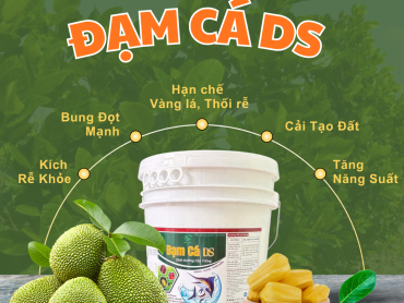 Kỹ thuật trồng và chăm sóc cây mít kết hợp sử dụng Đạm Cá DS giúp cây khỏe, trái đạt chuẩn