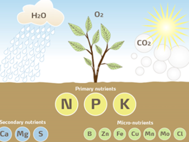 Nhu cầu dinh dưỡng của cây trồng qua các giai đoạn sinh trưởng 