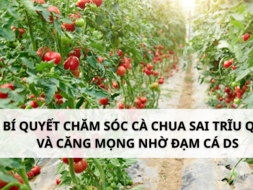 Bí quyết chăm sóc cà chua sai trĩu quả và căng mọng nhờ Đạm Cá DS