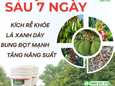 Vì sao Đạm Cá DS cho hiệu quả nhanh chỉ sau 7–10 ngày?