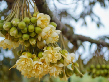 Kỹ thuật chăm sóc sầu riêng giai đoạn ra hoa và đậu trái