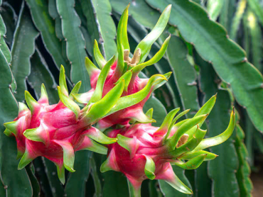 Bí Kíp Chăm Sóc Thanh Long Trái Vụ Đạt Năng Suất Cao