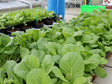 Vườn rau, ao cá trên sân thượng của chàng trai Sài Gòn