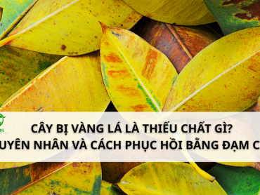 Cây bị vàng lá do đâu? Nguyên nhân và cách phục hồi bằng Đạm Cá DS