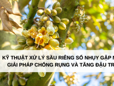 Kỹ thuật xử lý sầu riêng sổ nhụy gặp mưa: Giải pháp chống rụng và tăng đậu trái
