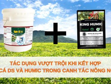 Tác dụng vượt trội khi kết hợp Đạm Cá DS cùng Humic trong canh tác nông nghiệp
