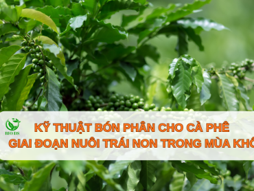 Kỹ thuật chăm sóc cây cà phê vào mùa khô ở Tây Nguyên
