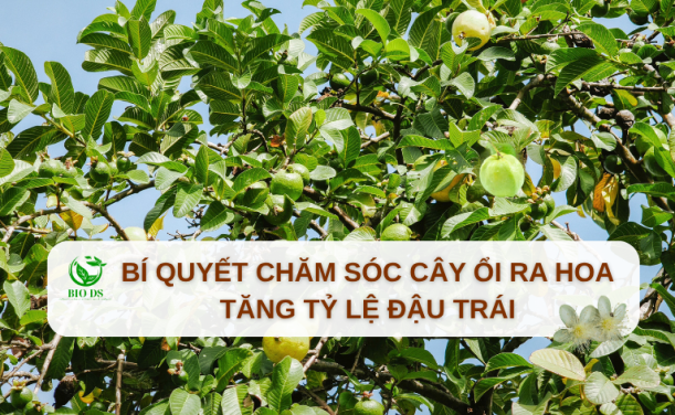Bí Quyết Chăm Sóc Cây Ổi Ra Hoa, Tăng Tỷ Lệ Đậu Trái